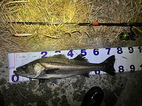 シーバスの釣果