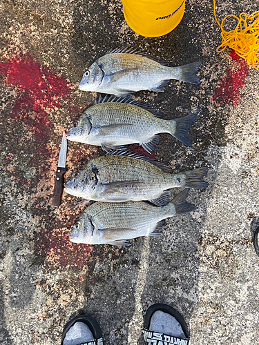 チヌの釣果