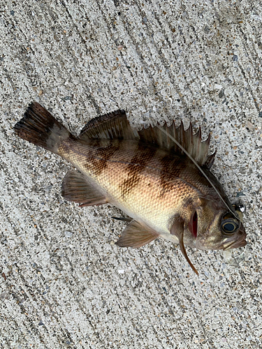 アオメバルの釣果