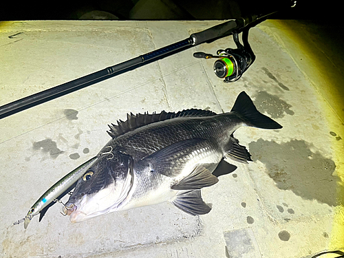 クロダイの釣果