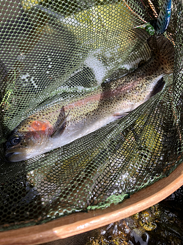 ニジマスの釣果