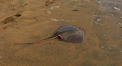 エイの釣果