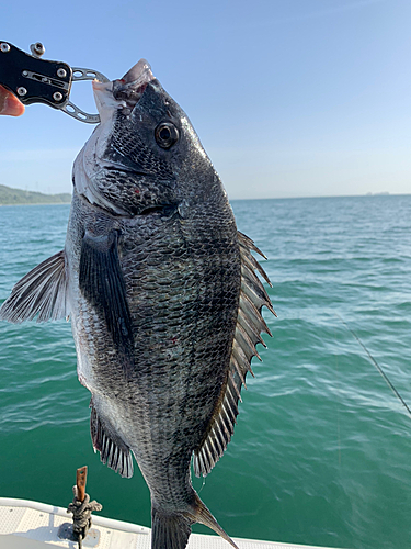 チヌの釣果