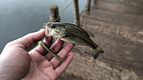 ラージマウスバスの釣果