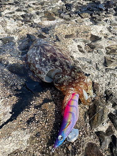 コウイカの釣果