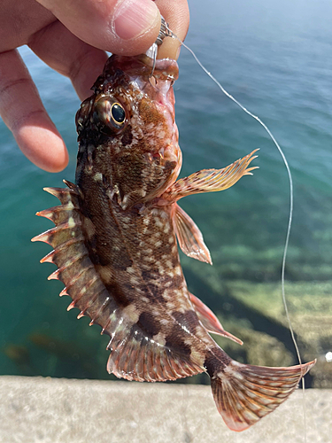 カサゴの釣果