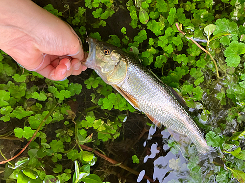 ハスの釣果