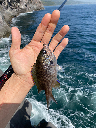 スズメダイの釣果