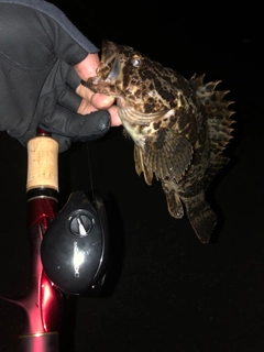 タケノコメバルの釣果