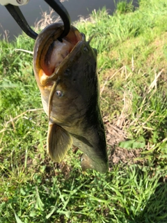 ナマズの釣果