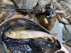 イワナの釣果