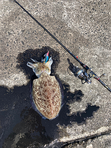 コウイカの釣果