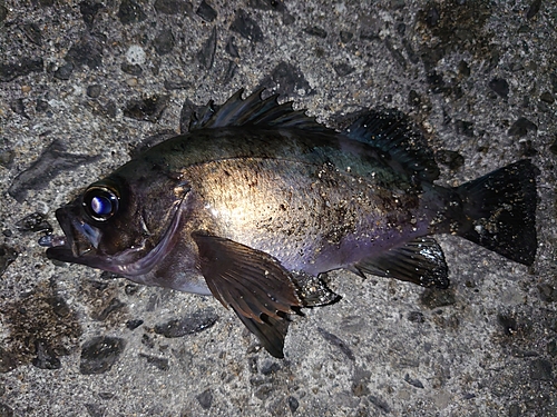 メバルの釣果