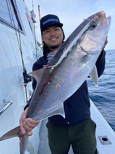 カンパチの釣果