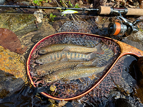 ヤマメの釣果