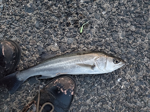 セイゴ（マルスズキ）の釣果