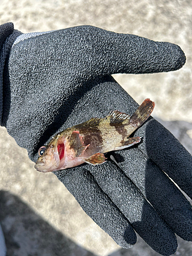 カサゴの釣果