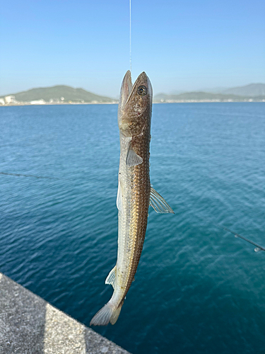 エソの釣果