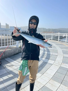 サゴシの釣果