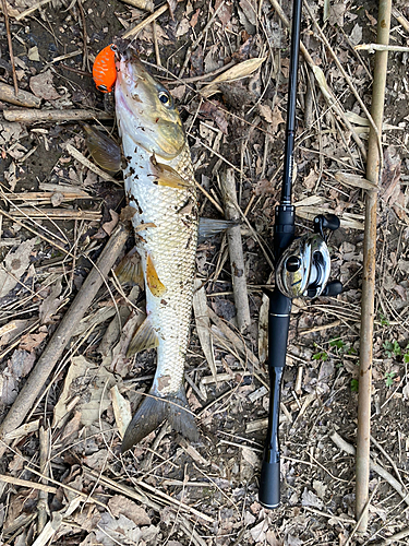 ニゴイの釣果