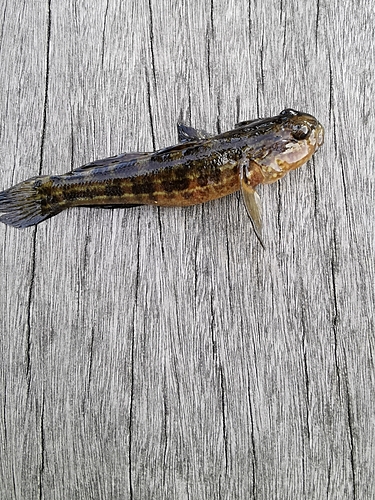 ハゼの釣果