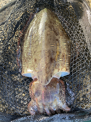 コウイカの釣果