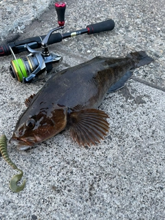 アブラコの釣果