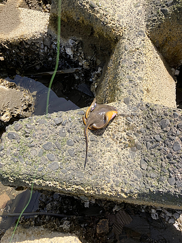 アカエイの釣果