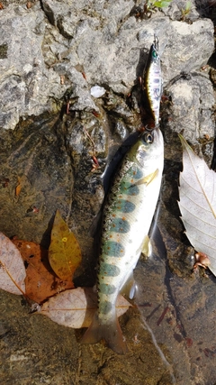 アマゴの釣果