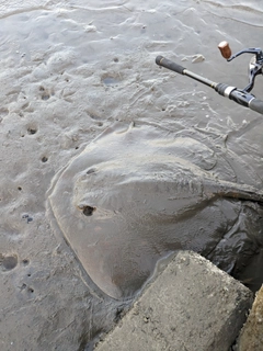 アカエイの釣果