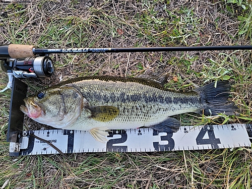 ブラックバスの釣果