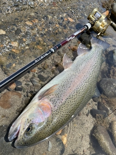 ニジマスの釣果