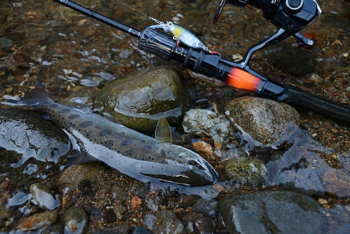 アマゴの釣果