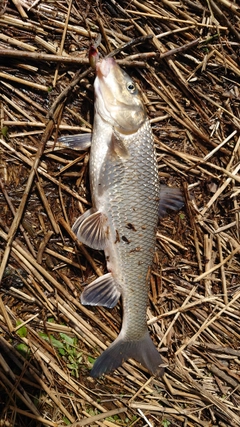 ニゴイの釣果