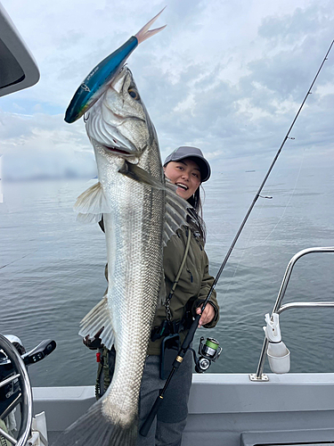 シーバスの釣果