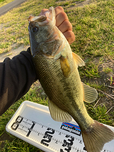 ラージマウスバスの釣果