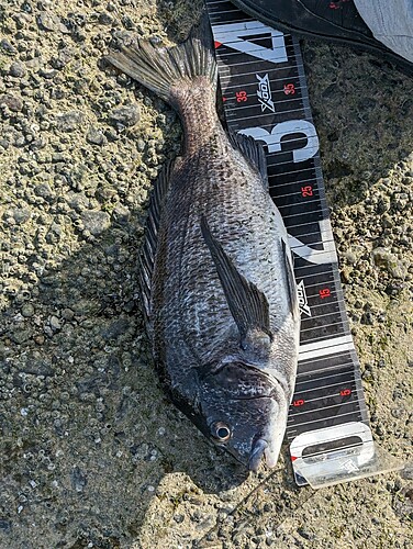 クロダイの釣果