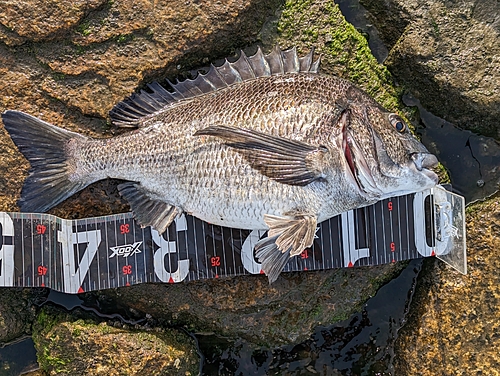 クロダイの釣果