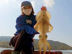 アオリイカの釣果