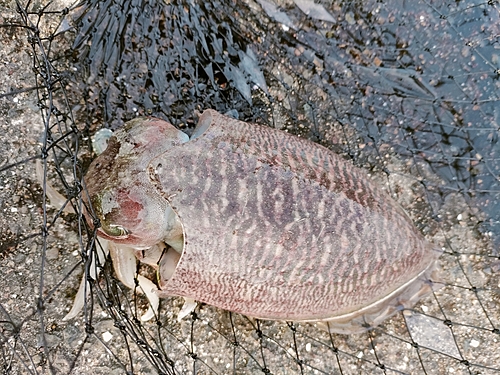 コウイカの釣果