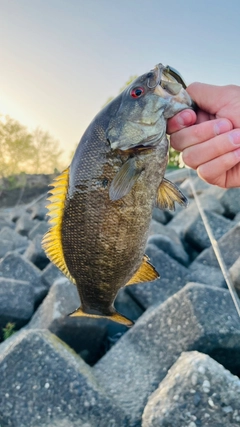 スモールマウスバスの釣果