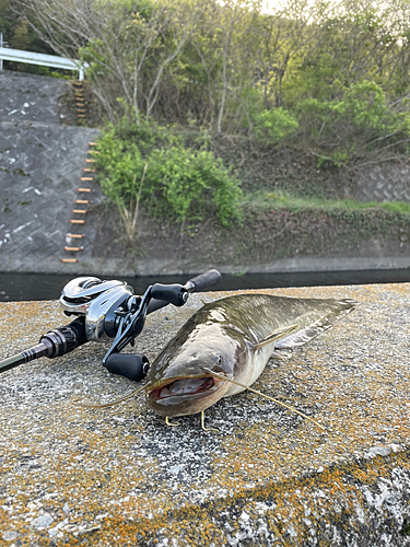 ナマズの釣果