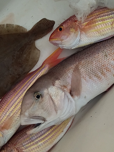 アマダイの釣果