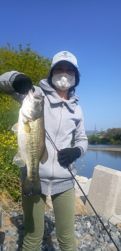 ラージマウスバスの釣果