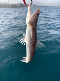 エソの釣果