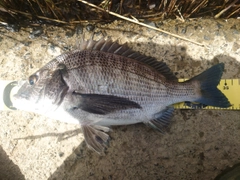 クロダイの釣果