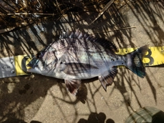 クロダイの釣果