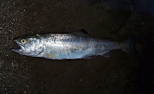 ヤマメの釣果