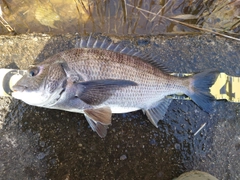 クロダイの釣果