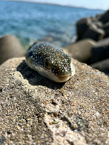 フグの釣果